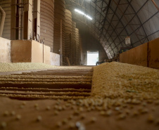 Principal produto do agro paranaense e brasileiro, o cultivo da soja ocupa mais de um quarto de todo o território do Estado e está espalhado por todas as regiões.  -  Foto: Gilson Abreu/AEN