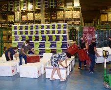 O Governo do Estado começa a distribuição da uma nova remessa de vacinas contra o coronavírus nesta quinta-feira (18). - Foto: Américo Antonio/SESA