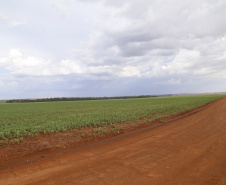 Área onde será instalado o futuro terminal de grãos da Nova Ferroeste em Maracajú.
Foto Gilson Abreu/AEN