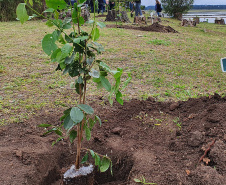 IAT apoia descarte de lixo eletrônico com distribuição de mudas nativas em Pitanga
. Foto: SEDEST