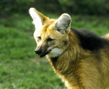 O Instituto Água e Terra (IAT), vinculado à Secretaria do Desenvolvimento Sustentável e do Turismo (Sedest), orienta a população sobre a diferença de animais silvestres nativos e exóticos no Estado. As espécies de animais podem ser divididas em categorias com especificidades quanto ao seu local de origem. Foto: Denis Ferreira Netto