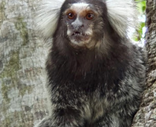 O Instituto Água e Terra (IAT), vinculado à Secretaria do Desenvolvimento Sustentável e do Turismo (Sedest), orienta a população sobre a diferença de animais silvestres nativos e exóticos no Estado. As espécies de animais podem ser divididas em categorias com especificidades quanto ao seu local de origem. Foto: Divulgação Sedest/IAT