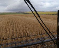 A safra de grãos 2020/2021 do Paraná poderá somar 42 milhões de toneladas, volume 3% superior ao do ciclo passado. A área total, de 10,2 milhões de hectares, é 2% maior. As informações são do Departamento de Economia Rural (Deral), da Secretaria de Estado da Agricultura e do Abastecimento.  -  Foto: Gilson Abreu/AEN