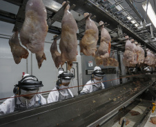 Com crescimento de 3,9%, Paraná produz um terço da carne de frango do Brasil .Foto : Jonathan Campos / AEN