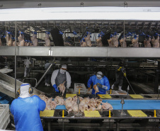 Com crescimento de 3,9%, Paraná produz um terço da carne de frango do Brasil .Foto : Jonathan Campos / AEN