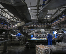 Com crescimento de 3,9%, Paraná produz um terço da carne de frango do Brasil .Foto : Jonathan Campos / AEN