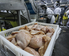 Com crescimento de 3,9%, Paraná produz um terço da carne de frango do Brasil .Foto : Jonathan Campos / AEN