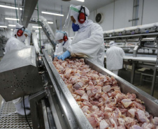 Com crescimento de 3,9%, Paraná produz um terço da carne de frango do Brasil .Foto : Jonathan Campos / AEN