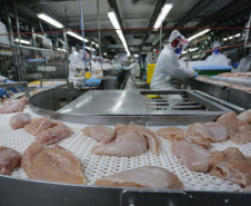 Com crescimento de 3,9%, Paraná produz um terço da carne de frango do Brasil .Foto : Jonathan Campos / AEN