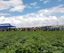 Produtores de feijão e milho interessados em melhorar a produtividade das suas lavouras estão convidados a participar de um Dia de Campo Virtual, nos dias 30 e 31. A atividade é parte da ação do Projeto Centro-Sul de Feijão e Milho, uma parceria entre a Syngenta e o IDR-Paraná (Instituto de Desenvolvimento Rural do Paraná-Iapar-Emater). -  Curitiba, 29/03/2021  -  Foto: Divulgação IDR