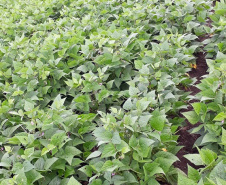 Produtores de feijão e milho interessados em melhorar a produtividade das suas lavouras estão convidados a participar de um Dia de Campo Virtual, nos dias 30 e 31. A atividade é parte da ação do Projeto Centro-Sul de Feijão e Milho, uma parceria entre a Syngenta e o IDR-Paraná (Instituto de Desenvolvimento Rural do Paraná-Iapar-Emater). -  Curitiba, 29/03/2021  -  Foto: Divulgação IDR