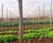 O Governo do Paraná firma contratos com cerca de 180 cooperativas e associações de pequenos agricultores para garantir a entrega de produtos da agricultura familiar nas mais de 2,1 mil escolas estaduais.  -  Foto: Cooperativa Agropecuária Matoriquense (Coamar), de Mato Rico