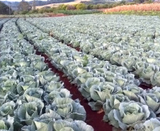 O Governo do Paraná firma contratos com cerca de 180 cooperativas e associações de pequenos agricultores para garantir a entrega de produtos da agricultura familiar nas mais de 2,1 mil escolas estaduais.  -  Foto: Cooperativa Agropecuária Matoriquense (Coamar), de Mato Rico