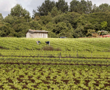 Governo firma contratos com a agricultura familiar para a merenda. Foto: Arnaldo Alves /Arquivo AEN