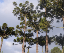 O Instituto Água e Terra (IAT), vinculado à Secretaria do Desenvolvimento Sustentável e do Turismo, libera a partir dessa quinta-feira (01) a colheita, venda, transporte e armazenamento do pinhão. A recomendação é que a semente seja colhida de pinhas que já caíram, sinal mais garantido de sua maturação. -  Foto: Divulgação SEDEST/IAT