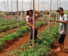 Governo promove qualidade de vida e renda para pequenos produtores  -  Foto: Divulgação IDR-Paraná