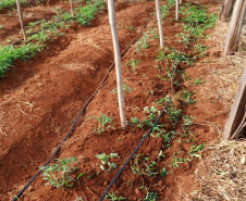 Governo promove qualidade de vida e renda para pequenos produtores  -  Foto: Divulgação IDR-Paraná