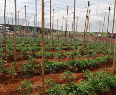 Governo promove qualidade de vida e renda para pequenos produtores  -  Foto: Divulgação IDR-Paraná