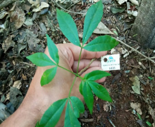 Plântula da espécie ameaçada de extinção Balfourodendron riedelianum (pau-marfim).
Foto: Copel