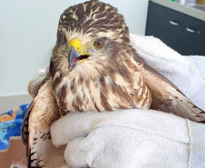 Um gavião resgatado pelo Escritório Regional de Cascavel do Instituto Água e Terra (IAT), nesta semana, ganha atendimento no novo Centro de Apoio de Fauna Silvestre (CAFS), dentro da Clínica Veterinária da Univel. - 08/04/2021 -  Foto: Divulgação IAT