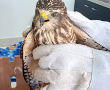 Um gavião resgatado pelo Escritório Regional de Cascavel do Instituto Água e Terra (IAT), nesta semana, ganha atendimento no novo Centro de Apoio de Fauna Silvestre (CAFS), dentro da Clínica Veterinária da Univel. - 08/04/2021 -  Foto: Divulgação IAT