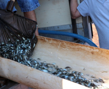  Paraná tem novas normas para repovoamento de peixes. Foto: SEDEST