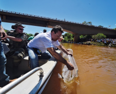 Paraná tem novas normas para repovoamento de peixes. Foto: Denis Ferreira Netto/SEDEST