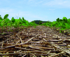 O agronegócio brasileiro vem se comprometendo cada vez mais com a adoção de práticas que poupam os recursos naturais e diminuem a emissão de carbono para a atmosfera. Essa é a conclusão do artigo Desenvolvimento da agricultura de baixo carbono no Brasil, publicado pelo Instituto de Pesquisa Econômica Aplicada (Ipea), órgão vinculado ao Ministério da Economia.  -  Foto: Divulgação IAPAR