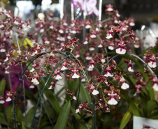 A Ceasa Curitiba está intensificando os cuidados na circulação em seu mercado atacadista tanto de hortigranjeiros, como para a comercialização de flores e plantas ornamentais. - Curitiba, 16/04/2021  -  Foto: CEASA/PR