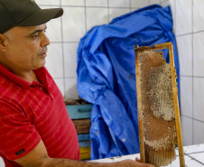 Produção de mel.
Ortigueira - Pr
Foto: Gilson Abreu/AEN