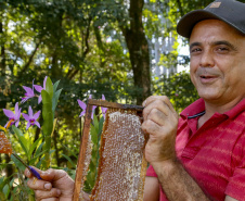 Produção de mel.
Ortigueira - Pr
Foto: Gilson Abreu/AEN