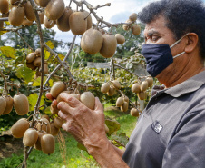 Plantação de kiwi.
Antonio Olinto-Pr
Foto: Gilson Abreu/AEN