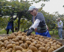 Plantação de kiwi.
Antonio Olinto-Pr
Foto: Gilson Abreu/AEN