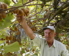 Plantação de kiwi.
Antonio Olinto-Pr
Foto: Gilson Abreu/AEN