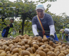 Plantação de kiwi.
Antonio Olinto-Pr
Foto: Gilson Abreu/AEN