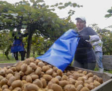 Plantação de kiwi.
Antonio Olinto-Pr
Foto: Gilson Abreu/AEN