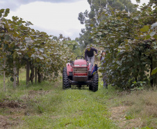 Plantação de kiwi.
Antonio Olinto-Pr
Foto: Gilson Abreu/AEN