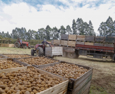 Plantação de kiwi.
Antonio Olinto-Pr
Foto: Gilson Abreu/AEN