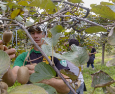 Plantação de kiwi.
Antonio Olinto-Pr
Foto: Gilson Abreu/AEN