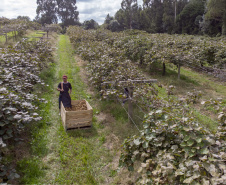 Plantação de kiwi.
Antonio Olinto-Pr
Foto: Gilson Abreu/AEN