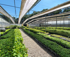 O Instituto Água e Terra (IAT), vinculado à Secretaria do Desenvolvimento Sustentável e do Turismo (Sedest), firmou parceria com o Distrito 4710 do Rotary International para o plantio de 250 mil árvores nativas.  -  Foto: IAT