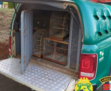 Policiais militares da 5ª Companhia do Batalhão de Polícia Ambiental Força Verde (BPAmb-Fv) resgataram 116 pássaros silvestres, de diversas raças, visto que seu proprietário não possuía documentação legal para criá-los. A ação foi conduzida no município de Pato Branco, no Sudoeste do Paraná, nesta terça-feira (04/05).  -  Foto: SESP/PR