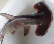 O litoral paranaense possui 51 espécies de tubarão, o equivalente a 58% de toda a biodiversidade deste tipo de peixe no Brasil. Destas, quatro estão registradas no Livro Vermelho da Fauna Brasileira Ameaçada de Extinção do Instituto Chico Mendes de Conservação da Biodiversidade (ICMBio). Na foto, Sphyrna lewini / Crédito: Aline Prado