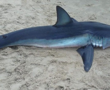 O litoral paranaense possui 51 espécies de tubarão, o equivalente a 58% de toda a biodiversidade deste tipo de peixe no Brasil. Destas, quatro estão registradas no Livro Vermelho da Fauna Brasileira Ameaçada de Extinção do Instituto Chico Mendes de Conservação da Biodiversidade (ICMBio). Tubarão-mako (Isurus oxyrinchus) em rota migratória / Crédito: Centro de Estudos do Mar (CEM)