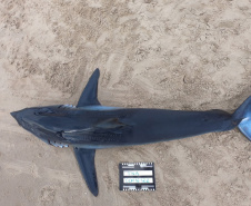 O litoral paranaense possui 51 espécies de tubarão, o equivalente a 58% de toda a biodiversidade deste tipo de peixe no Brasil. Destas, quatro estão registradas no Livro Vermelho da Fauna Brasileira Ameaçada de Extinção do Instituto Chico Mendes de Conservação da Biodiversidade (ICMBio). Tubarão-mako (Isurus oxyrinchus) em rota migratória / Crédito: Centro de Estudos do Mar (CEM)