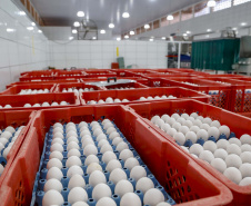 Produção de ovo - Granja feliz.
Arapongas-Pr - 04/2021
Gilson Abreu/AEN
