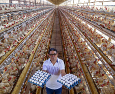 Produção de ovo - Granja feliz.
Dirceu Pontalti Cortez.
Arapongas-Pr - 04-2021
Gilson Abreu/AEN