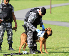 A eficácia dos serviços executados pela Companhia de Operações com Cães (COC) do Batalhão de Operações Especiais (BOPE) da Polícia Militar do Paraná (PMPR) elevou os números de apreensões de drogas e armas de fogos nos últimos 16 meses