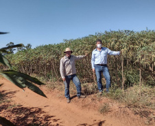 O produtor e a sociedade são os maiores beneficiados quando a pesquisa e a extensão rural trabalham em sintonia. Buscar variedades mais produtivas exige anos de trabalho dos pesquisadores e o extensionista é fundamental para fazer esse conhecimento chegar aos agricultores. Na região Noroeste do estado um exemplo dessa parceria vem impactando diariamente a renda de alguns produtores de mandioca.  - Foto: IDR/Paraná