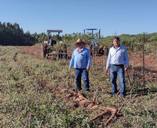 O produtor e a sociedade são os maiores beneficiados quando a pesquisa e a extensão rural trabalham em sintonia. Buscar variedades mais produtivas exige anos de trabalho dos pesquisadores e o extensionista é fundamental para fazer esse conhecimento chegar aos agricultores. Na região Noroeste do estado um exemplo dessa parceria vem impactando diariamente a renda de alguns produtores de mandioca.  - Foto: IDR/Paraná